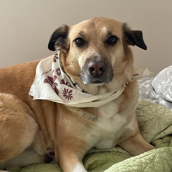 Meet your Posher, Theresa - Picture 2 of 2